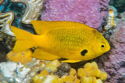 Sulphur Damselfish