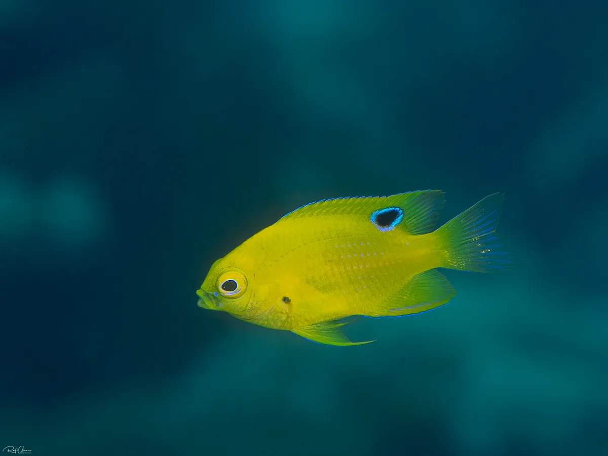 Sulphur Damselfish - juvenile