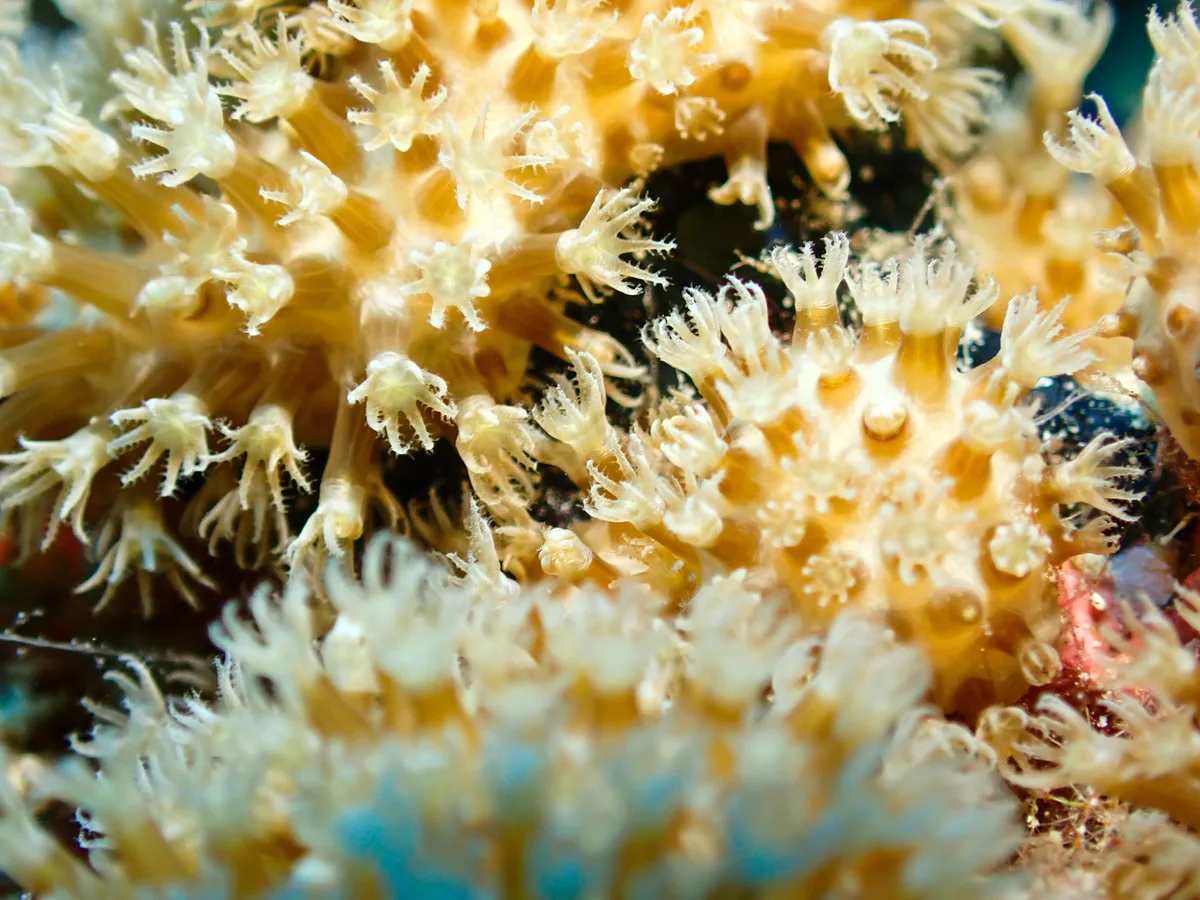 Sulphur Leather Coral