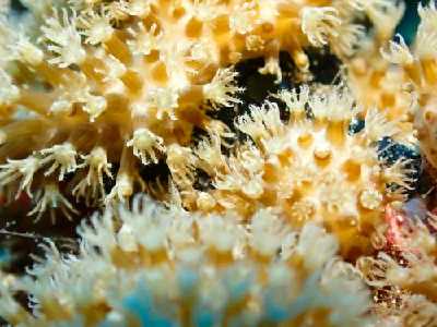 Sulphur Leather Coral