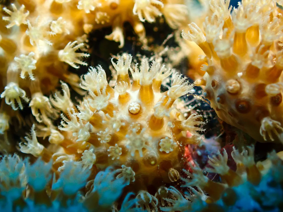 Sulphur Leather Coral