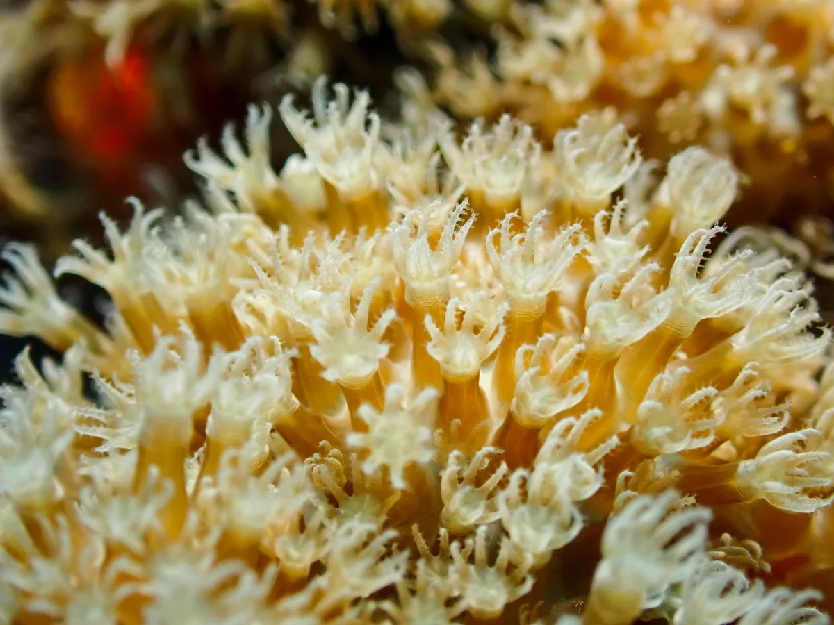 Sulphur Leather Coral