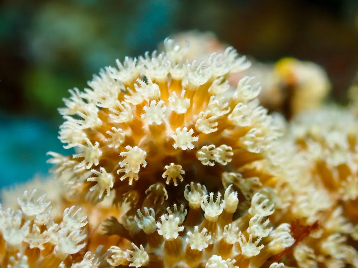 Sulphur Leather Coral