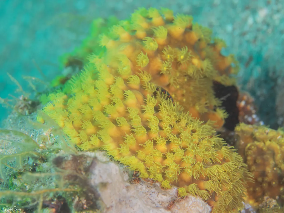 Sulphur Leather Coral - Rhytisma fulvum