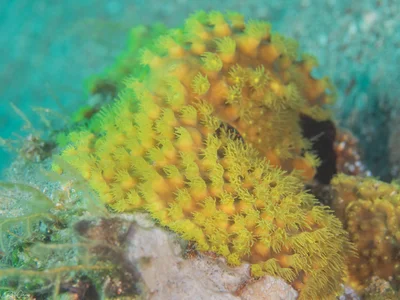 Sulphur Leather Coral - Rhytisma fulvum