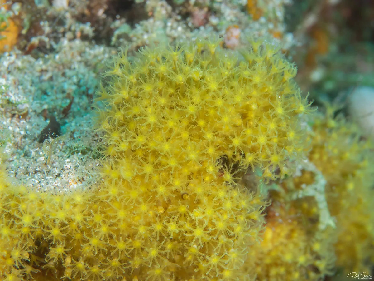 Sulphur Leather Coral - Rhytisma fulvum