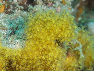 Sulphur Leather Coral - Rhytisma fulvum