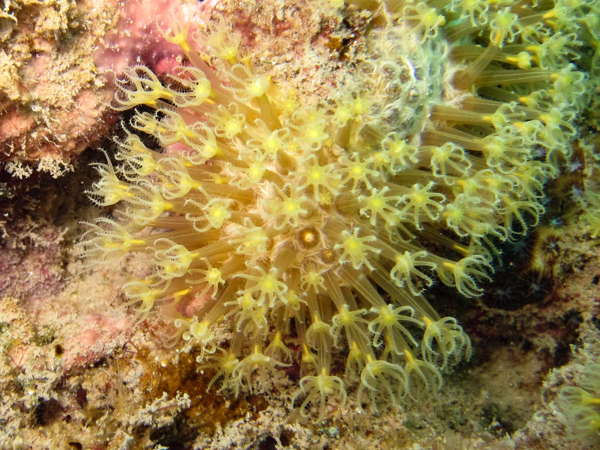 Rhytisma fulvum - Fitzroy Island, QLD