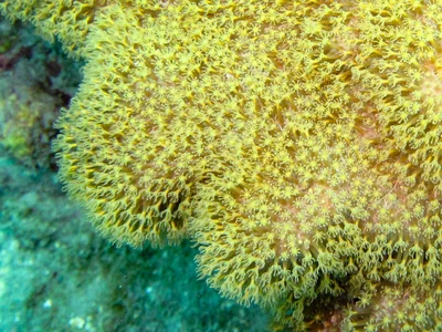 Rhytisma fulvum - Fitzroy Island, QLD