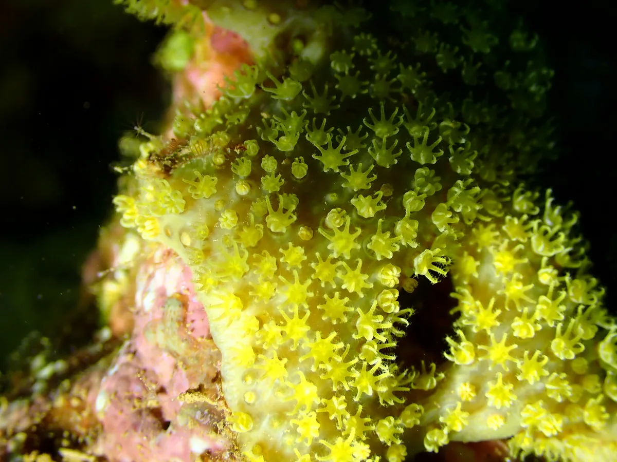 Rhytisma fulvum - Thio, New Caledonia