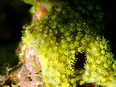 Rhytisma fulvum - Thio, New Caledonia