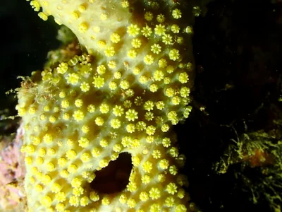 Rhytisma fulvum - Thio, New Caledonia