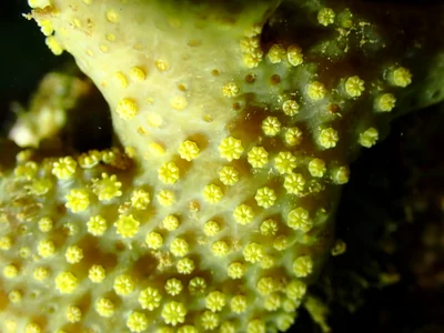 Rhytisma fulvum - Thio, New Caledonia