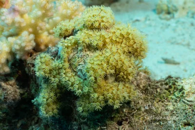 Rhytisma fulvum - Ras Mohammed