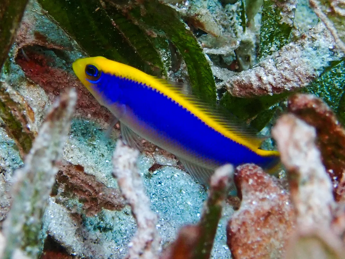 Sunrise Dottyback