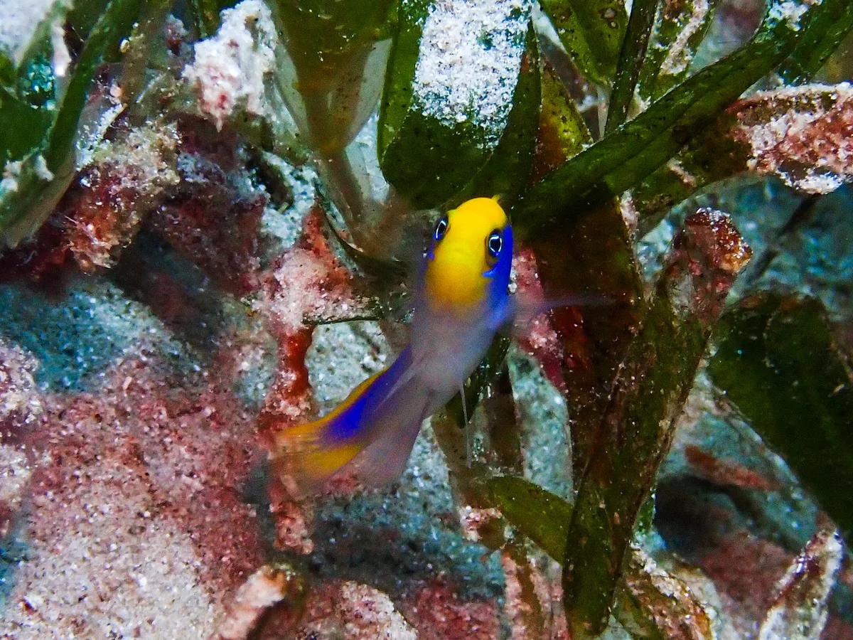 Sunrise Dottyback