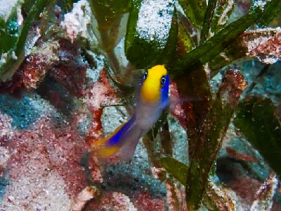 Sunrise Dottyback