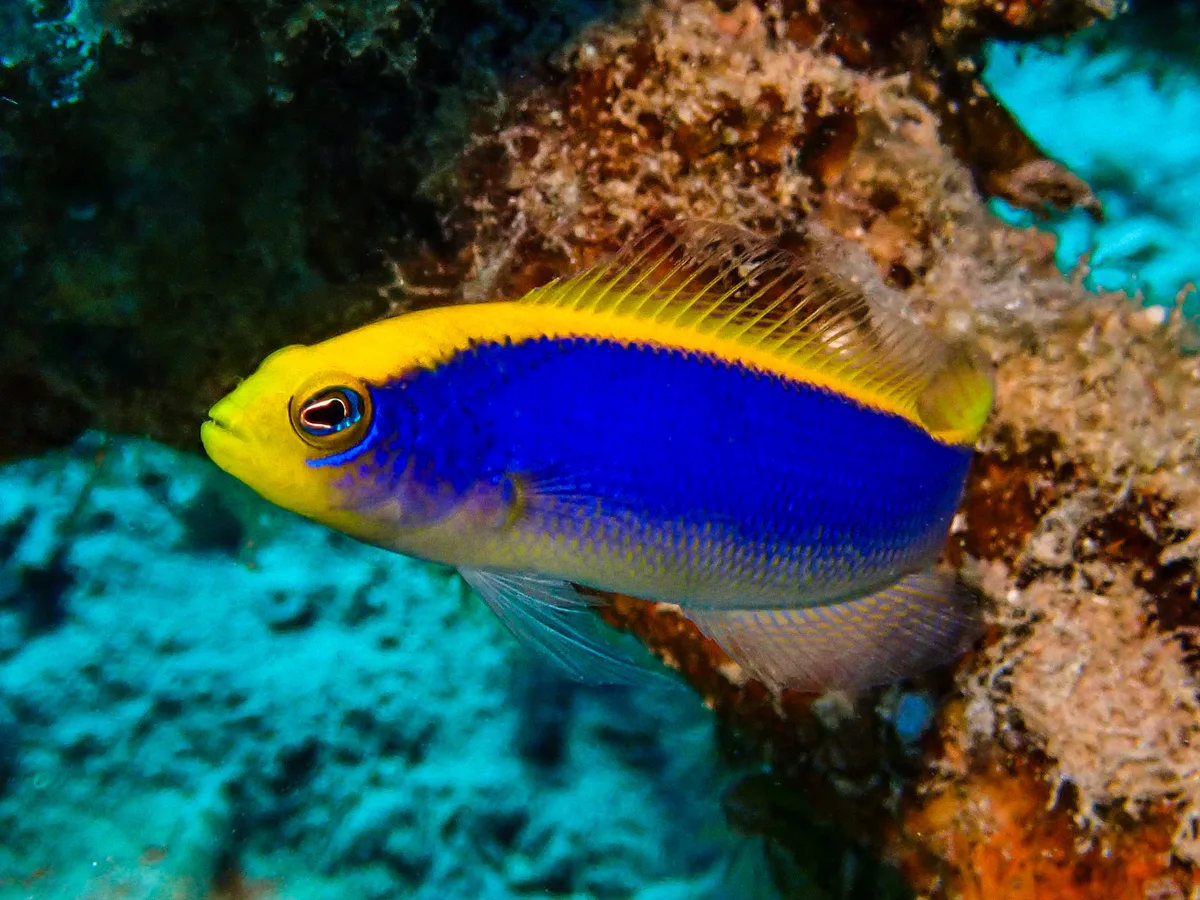 Sunrise Dottyback