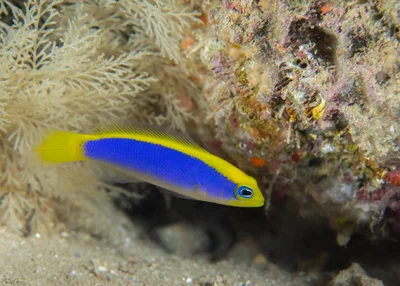 Sunrise Dottyback - Pseudochromis flavivertex