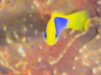 Sunrise dottyback - Pseudochromis flavivertex