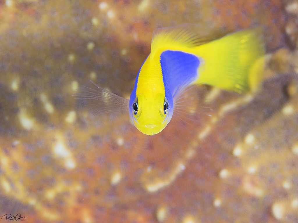 Sunrise dottyback - Pseudochromis flavivertex