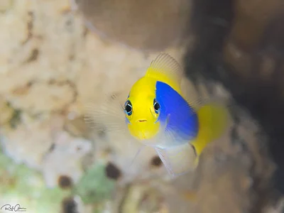Sunrise dottyback - Pseudochromis flavivertex