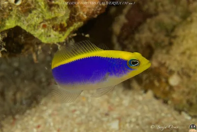 PSEUDOCHROMIS FLAVIVERTEX (90 mm) (1)
