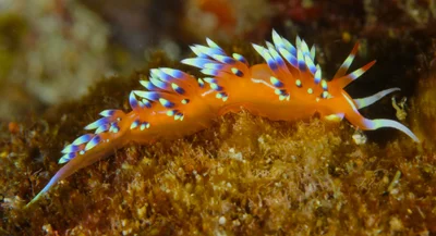 Caloria indica