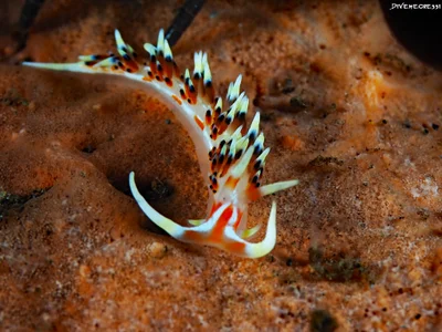 Caloria indica