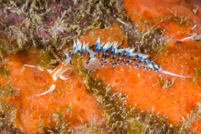 Indian nudibranch (Caloria indica)
