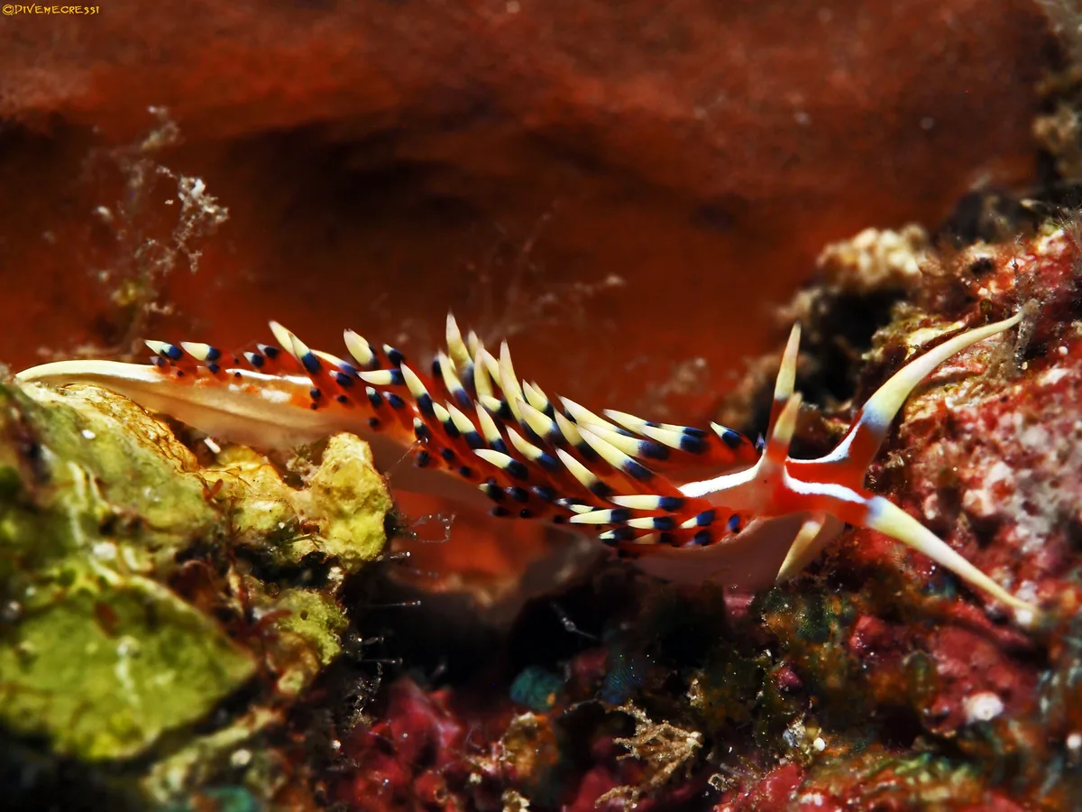Caloria indica