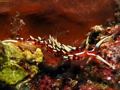 Caloria indica