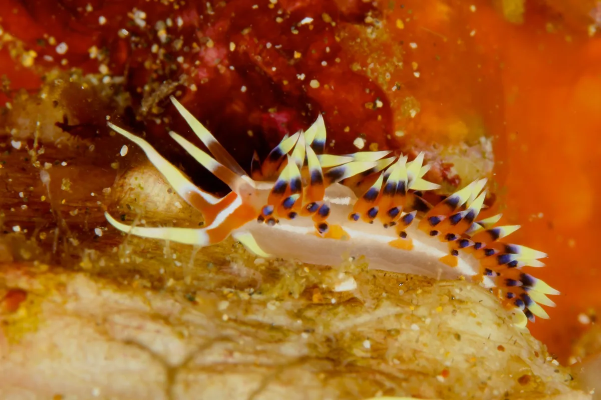Caloria indica