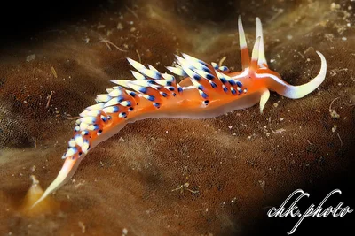Caloria indica , Nacktschnecke, Nudibranch