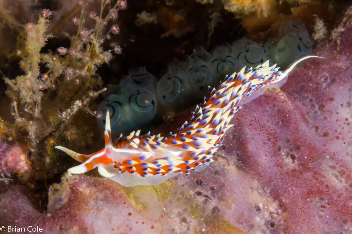 Caloria indica