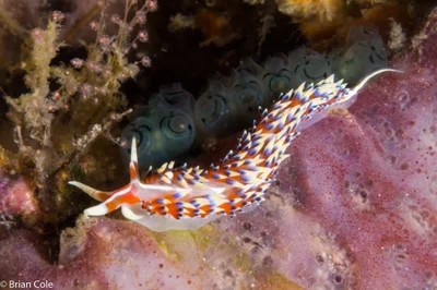 Caloria indica