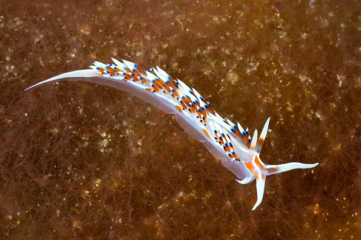 Nudibranch - Caloria indica