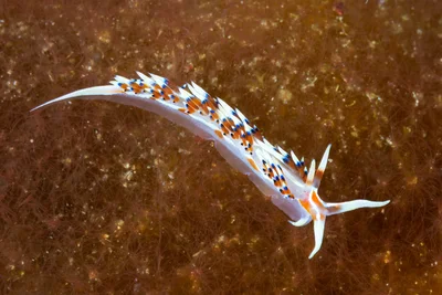 Nudibranch -  Caloria indica