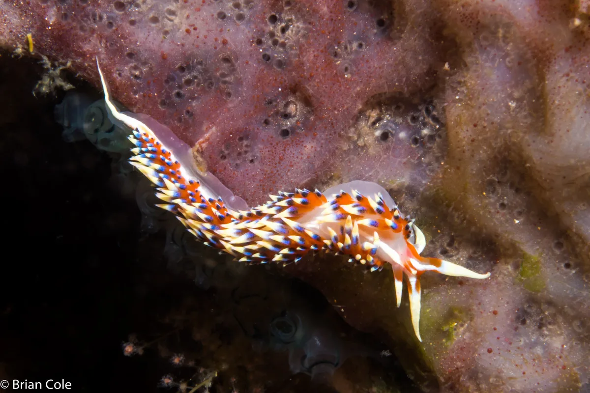 Caloria indica