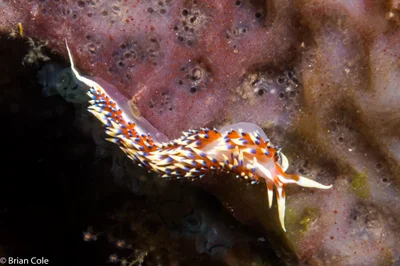 Caloria indica