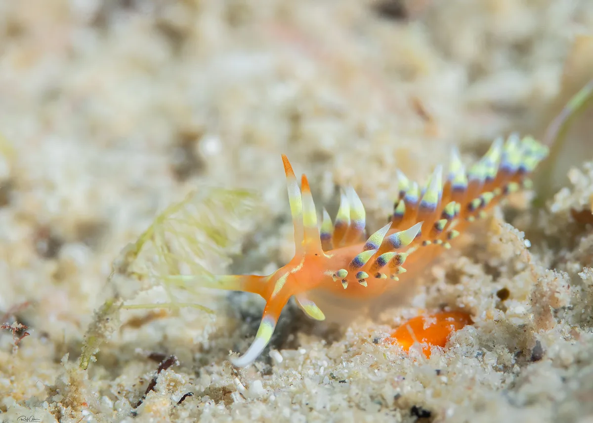 Indian Caloria - Caloria indica