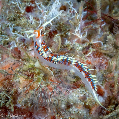 Caloria indica
