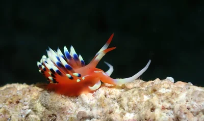 Caloria indica