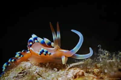 Indian Caloria, Aeolid Nudibranch (Caloria indica)