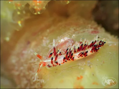 Nudibranch (Caloria indica)