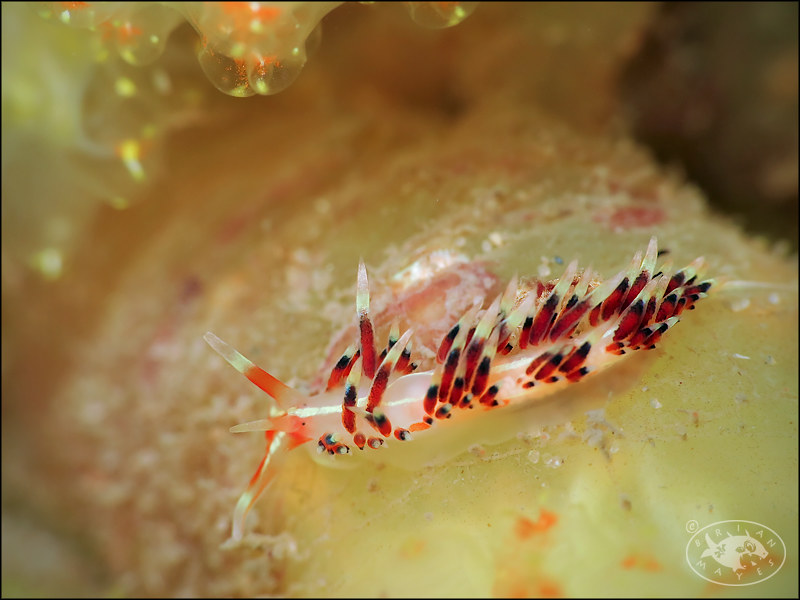 Nudibranch (Caloria indica)