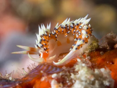 Caloria indica Nudibranch
