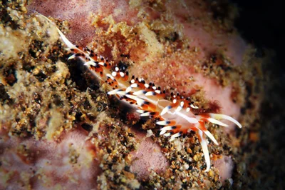 caloria indica