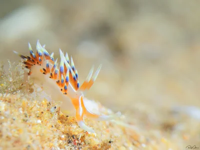 Indian caloria - Caloria indica