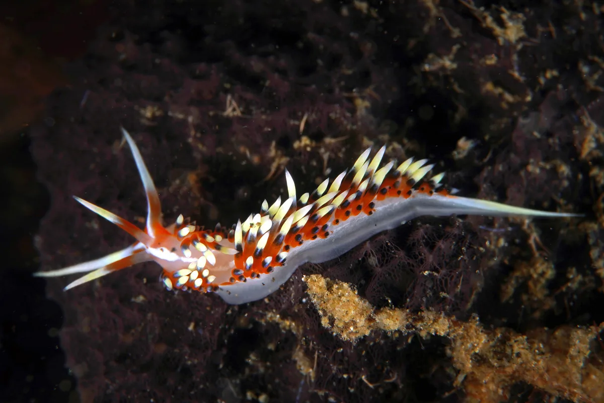 Caloria Indica